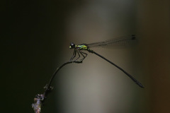 Lestoidea brevicauda