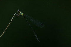 Lestoidea brevicauda