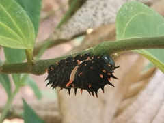 Troides minos