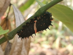Troides minos