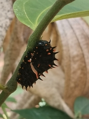 Troides minos
