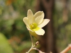 Dendrobium ovatum
