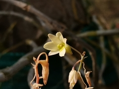 Dendrobium ovatum