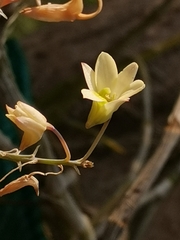 Dendrobium ovatum