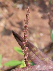 Aerides ringens