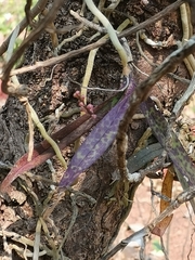 Aerides ringens
