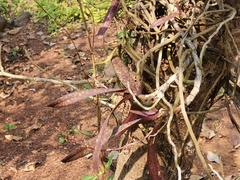 Aerides ringens