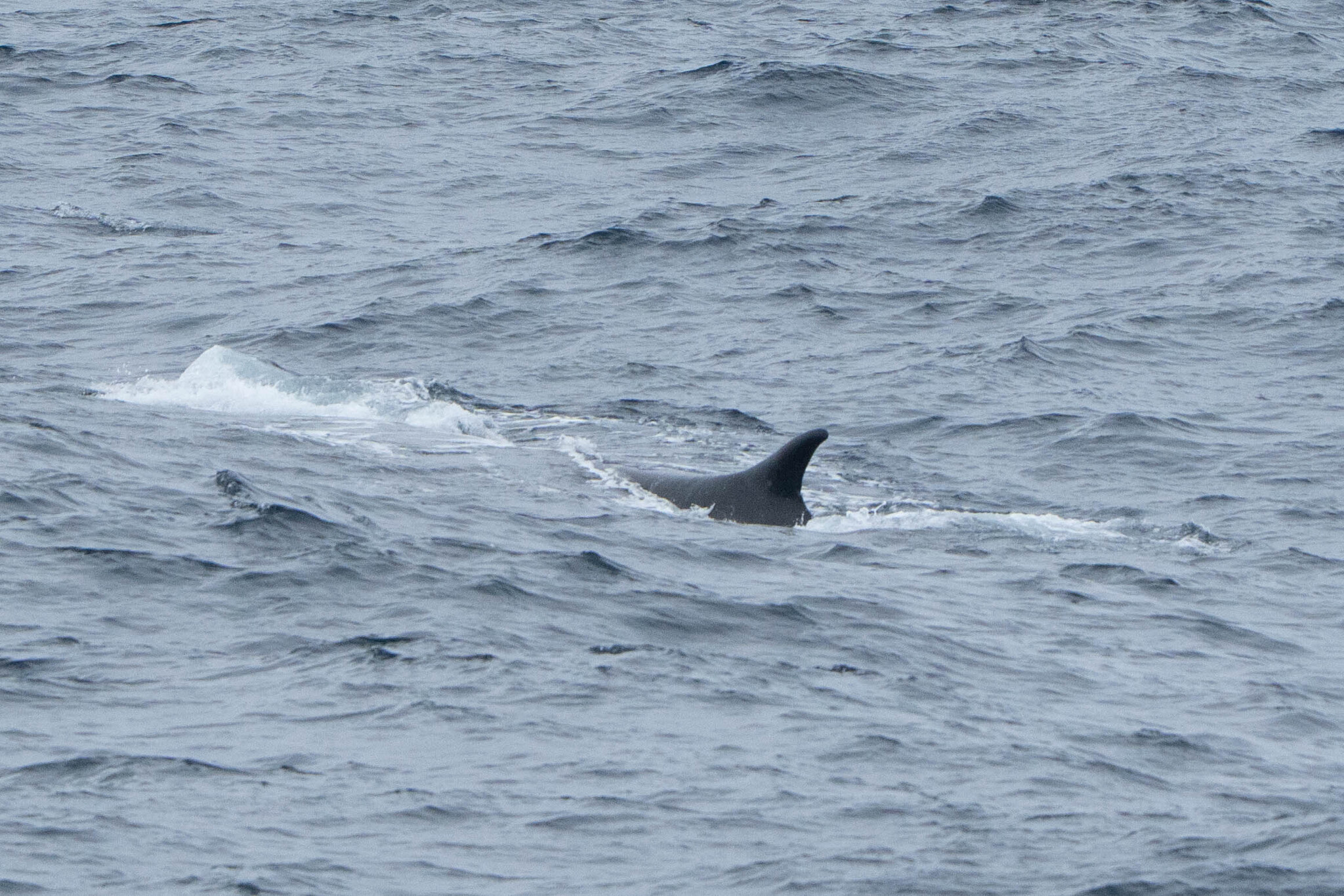 Balaenoptera physalus