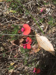 Gompholobium polymorphum