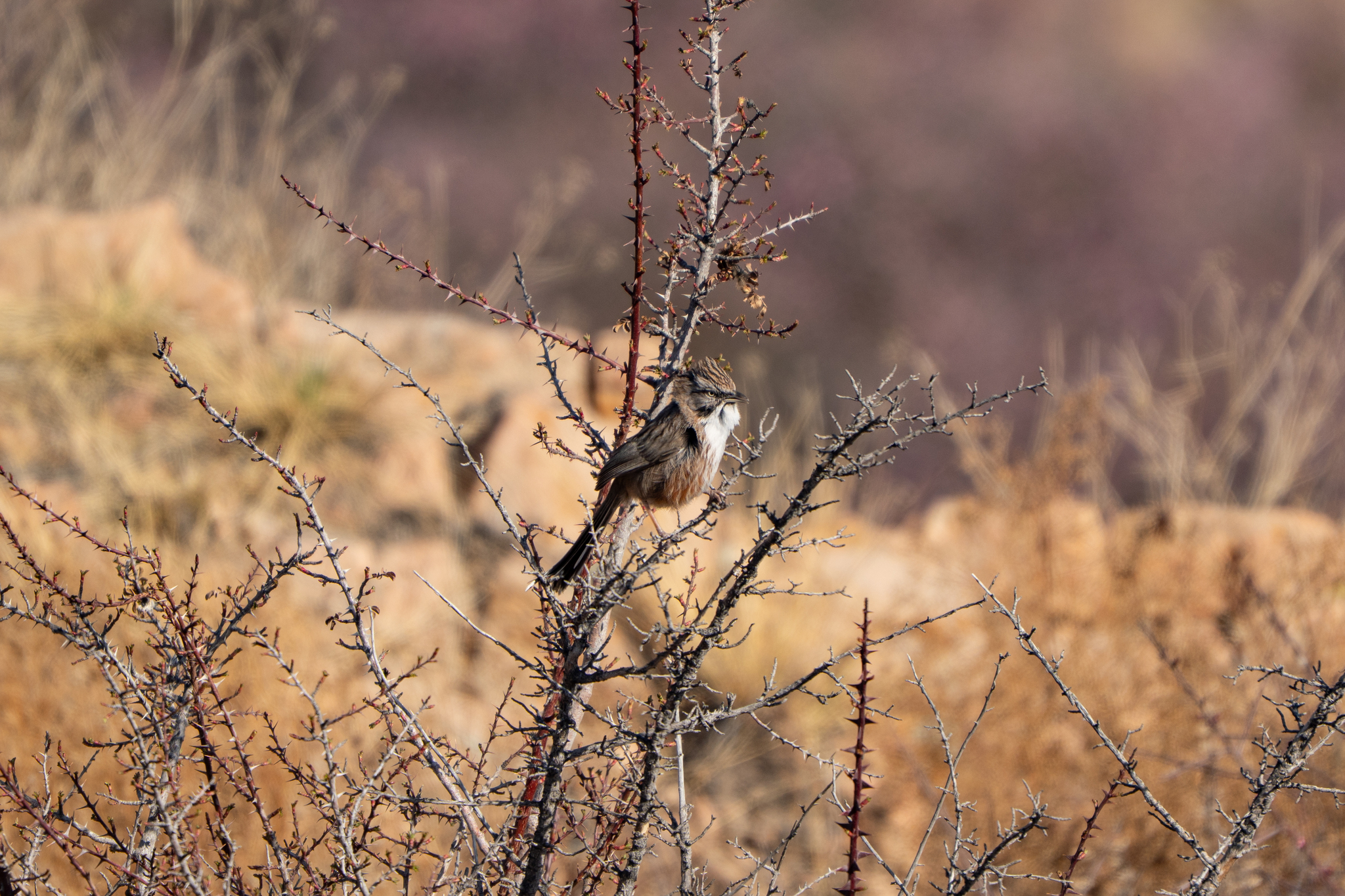 Beijing Babbler (Rhopophilus pekinensis), photo 5