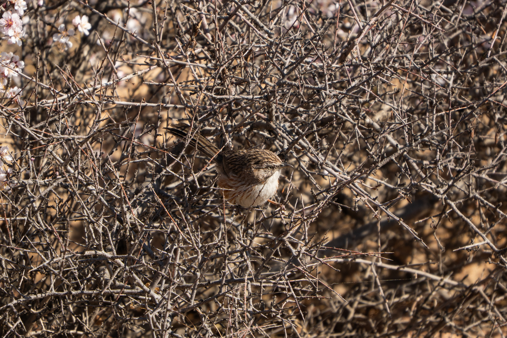 Beijing Babbler (Rhopophilus pekinensis), photo 6