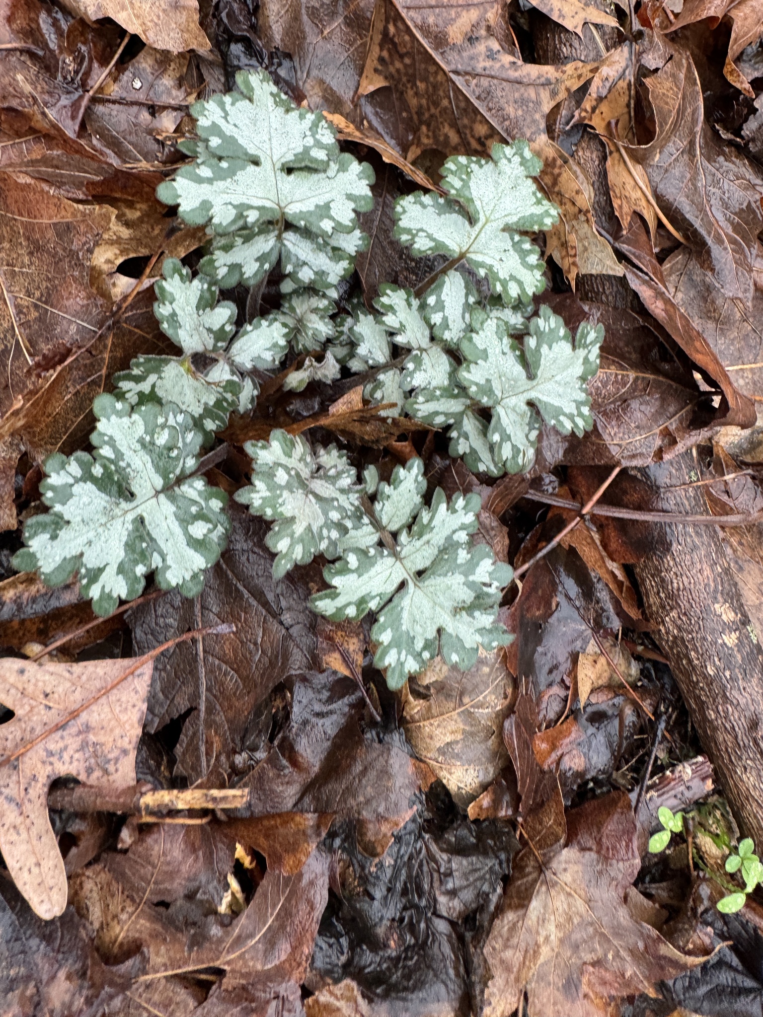 Great Waterleaf (Hydrophyllum appendiculatum)
