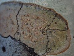 Chiodecton colensoi
