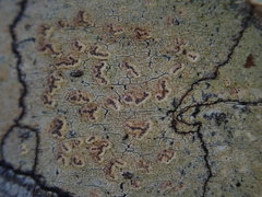 Chiodecton colensoi