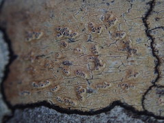 Chiodecton colensoi