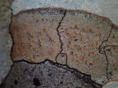 Chiodecton colensoi