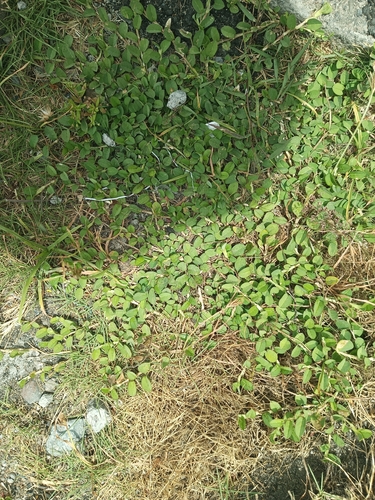 White Moneywort (Alysicarpus vaginalis)