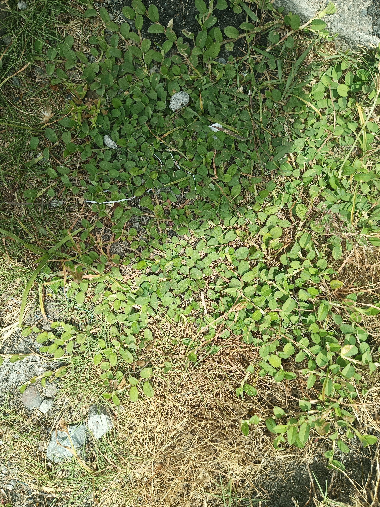 White Moneywort (Alysicarpus vaginalis)