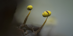 Physarum viride