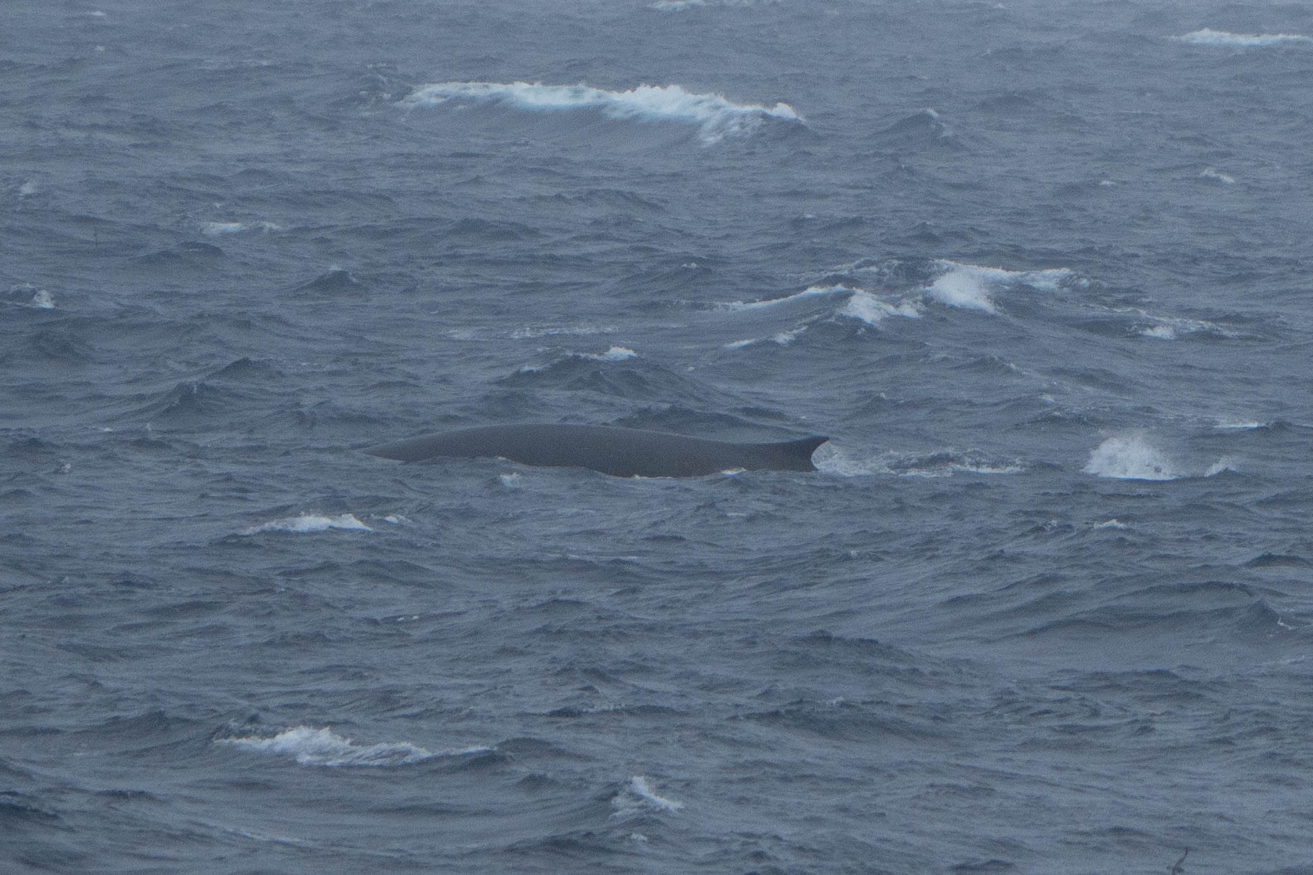 Balaenoptera physalus