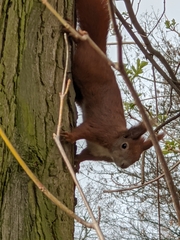 Sciurus vulgaris