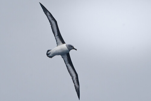 iNaturalist image