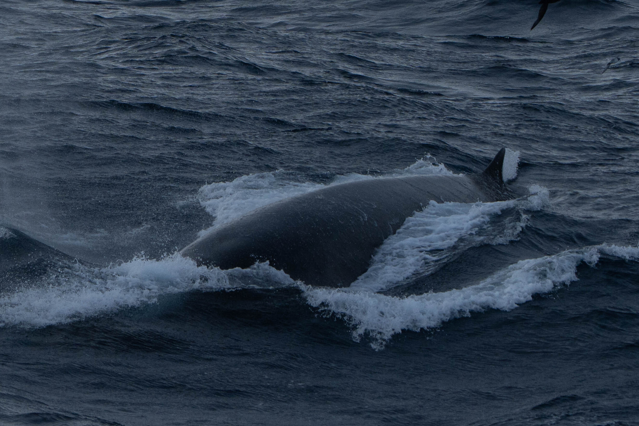 Balaenoptera physalus