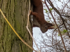 Sciurus vulgaris