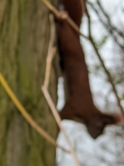 Sciurus vulgaris