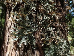Pseudocyphellaria carpoloma