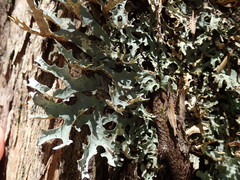 Pseudocyphellaria carpoloma