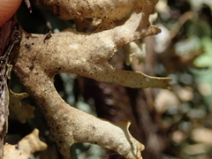 Pseudocyphellaria carpoloma