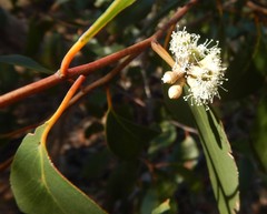 Eucalyptus arenacea