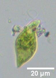 Euglena viridis