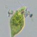 Euglena viridis - Photo (c) zookanthos, some rights reserved (CC BY), uploaded by zookanthos