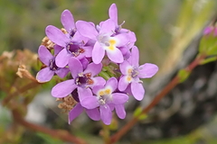 Pseudoselago verbenacea