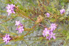 Pseudoselago verbenacea