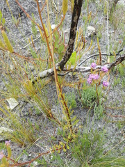 Pseudoselago verbenacea