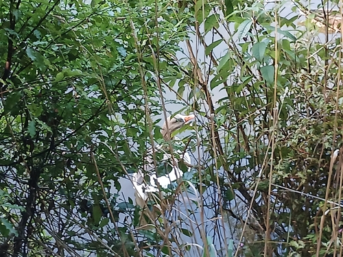 iNaturalist: (c) adam_d-1, some rights reserved (CC BY-NC) iNaturalist image