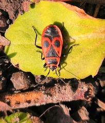 Pyrrhocoris apterus