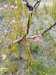 Pseudoselago verbenacea