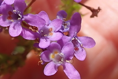 Pseudoselago verbenacea