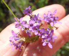 Pseudoselago verbenacea