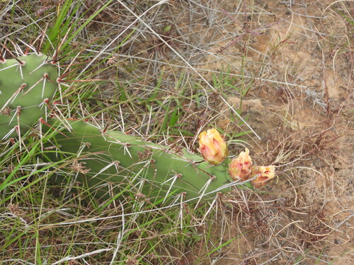 sulphur cactus (Opuntia sulphurea)