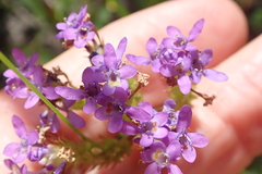 Pseudoselago verbenacea