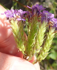 Pseudoselago verbenacea