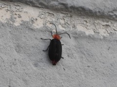 Pyrocoelia sanguiniventer