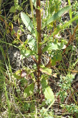 Pseudoselago verbenacea