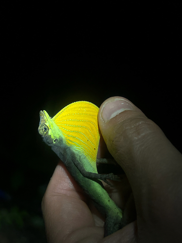 Charm Anole, Anolis gracilipes