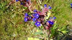Anchusa calcarea